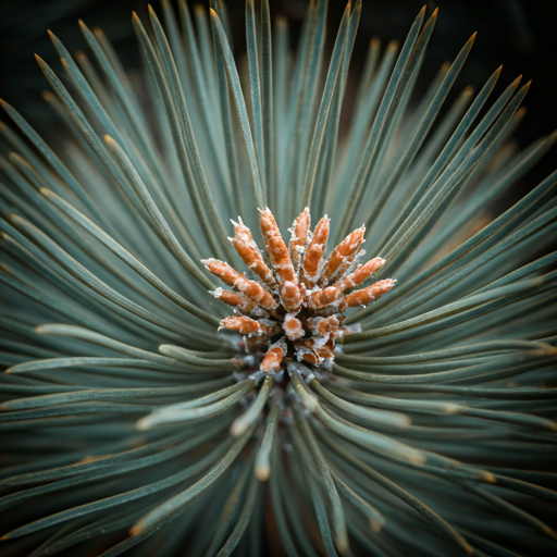 Macro shot of Misty Pine needles with dew