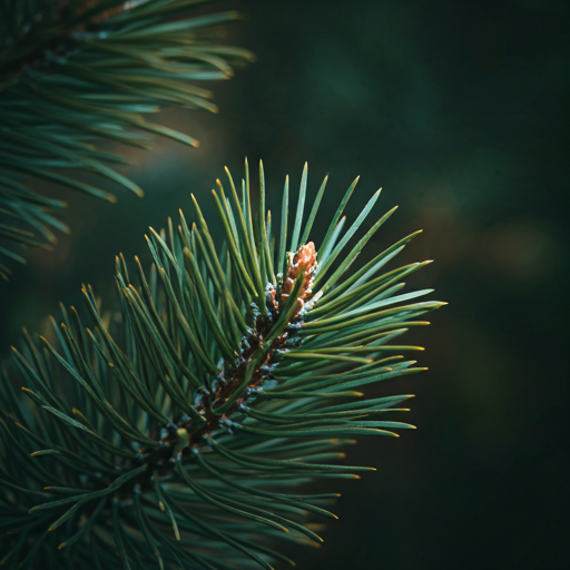 Macro shot of lush green Pine Needles against a dark forest background